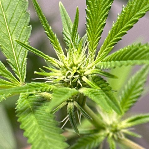 Gorrila nut #9 growlog timeline photo