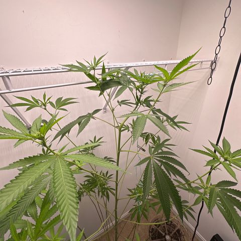 Gorrila nut #9 growlog timeline photo