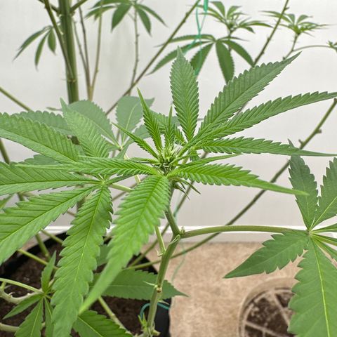 Gorrila nut #9 growlog timeline photo