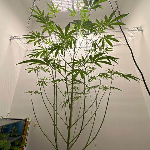 Gorrila nut #9 growlog timeline photo