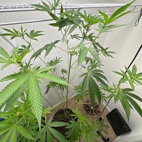 Gorrila nut #9 growlog timeline photo