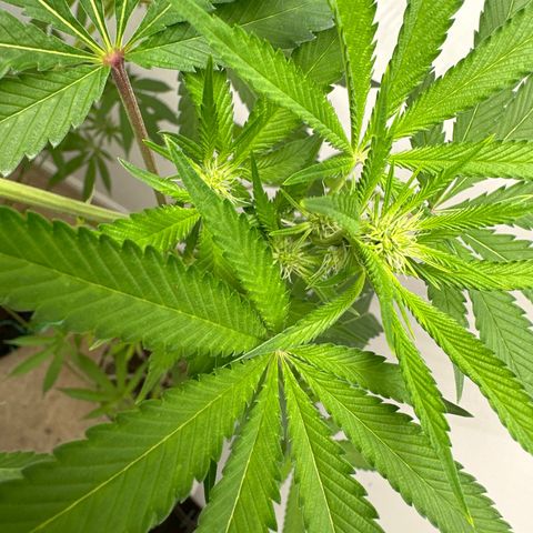 Gorrila nut #9 growlog timeline photo