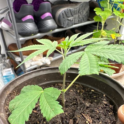 Gorrila nut #9 growlog timeline photo