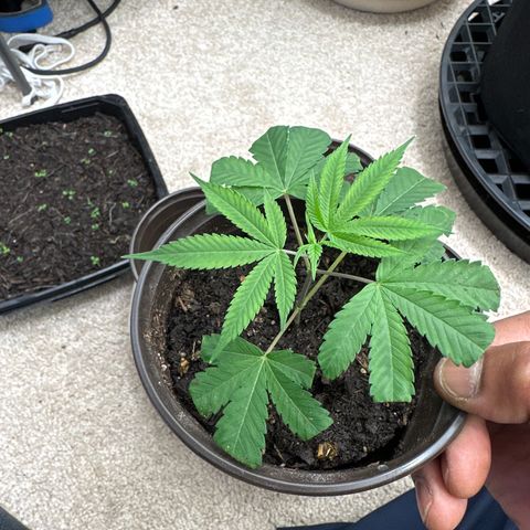 Gorrila nut #9 growlog timeline photo