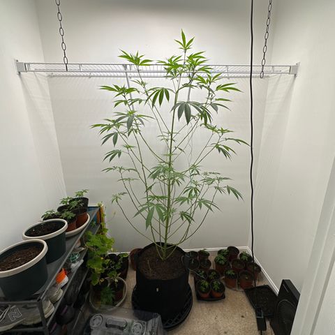 Gorrila nut #9 growlog timeline photo
