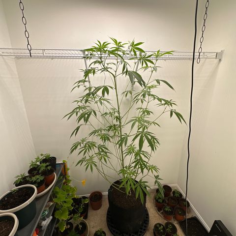 Gorrila nut #9 growlog timeline photo