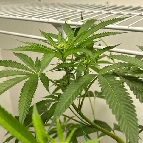 Gorrila nut #9 growlog timeline photo