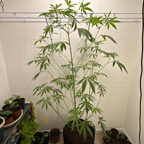 Gorrila nut #9 growlog timeline photo