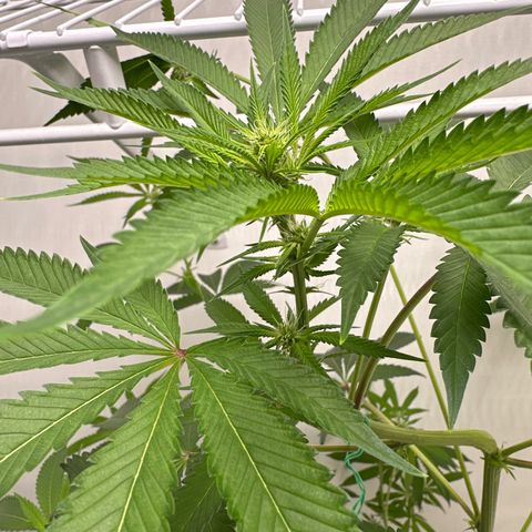 Gorrila nut #9 growlog timeline photo