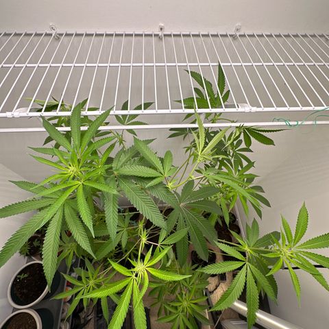 Gorrila nut #9 growlog timeline photo
