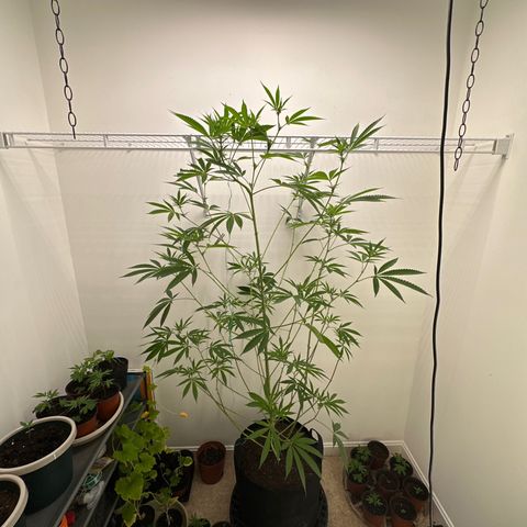 Gorrila nut #9 growlog timeline photo
