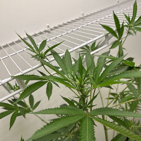 Gorrila nut #9 growlog timeline photo