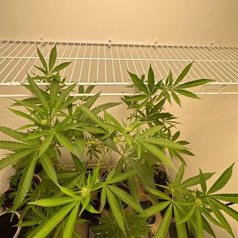 Gorrila nut #9 growlog timeline photo