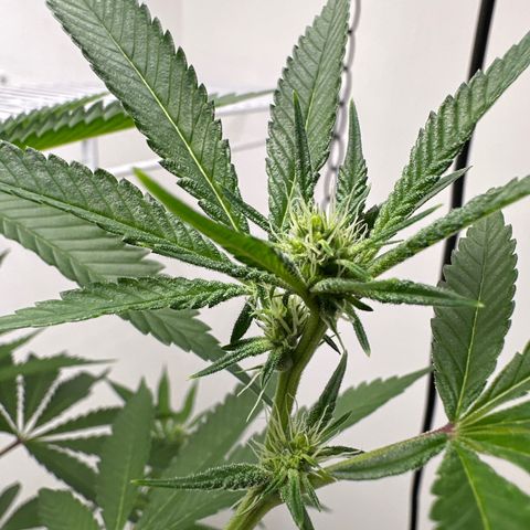 Gorrila nut #9 growlog timeline photo