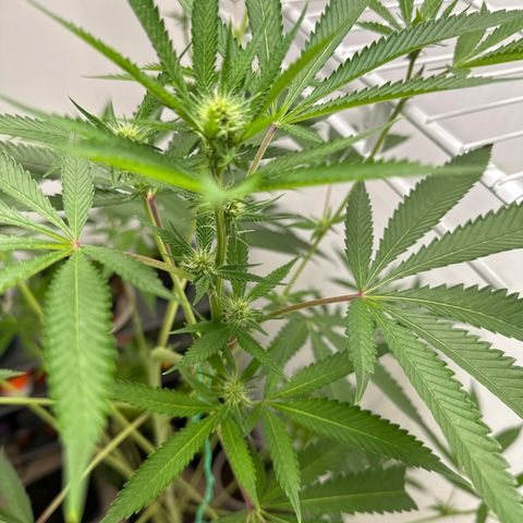 Gorrila nut #9 growlog timeline photo