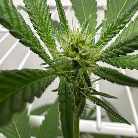 Gorrila nut #9 growlog timeline photo