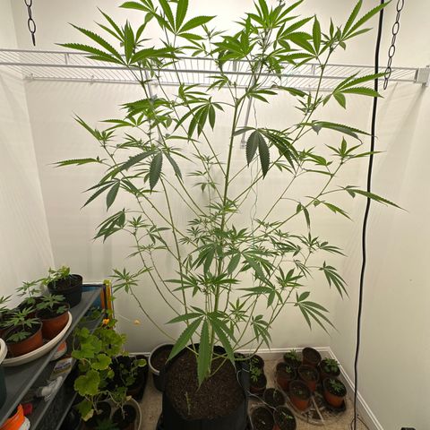 Gorrila nut #9 growlog timeline photo