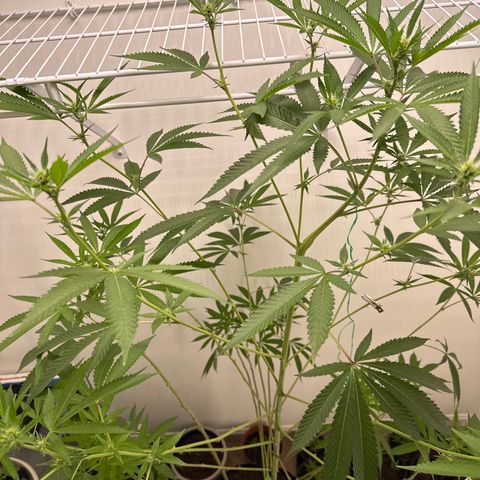 Gorrila nut #9 growlog timeline photo