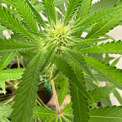 Gorrila nut #9 growlog timeline photo