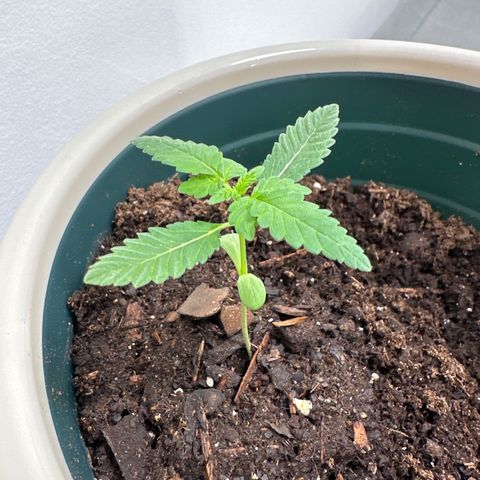 Gorrila nut #9 growlog timeline photo