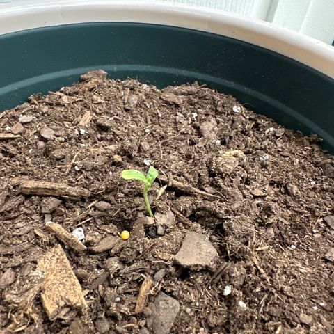 Gorrila nut #9 growlog timeline photo