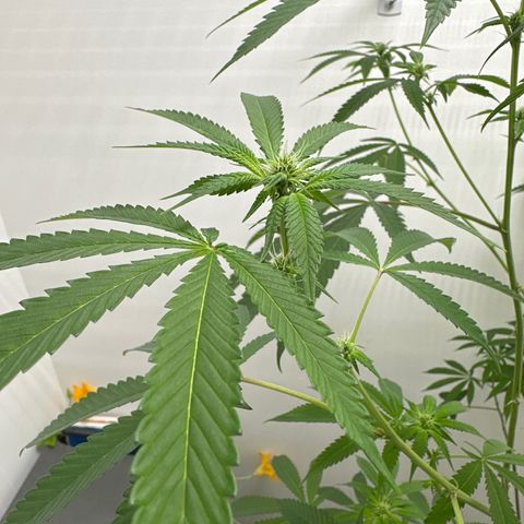 Gorrila nut #9 growlog timeline photo