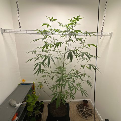 Gorrila nut #9 growlog timeline photo