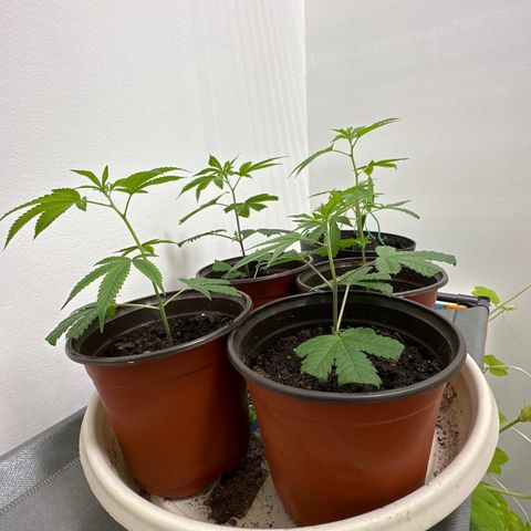 Gorrila nut #9 growlog timeline photo