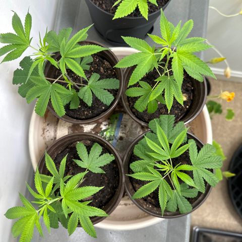 Gorrila nut #9 growlog timeline photo