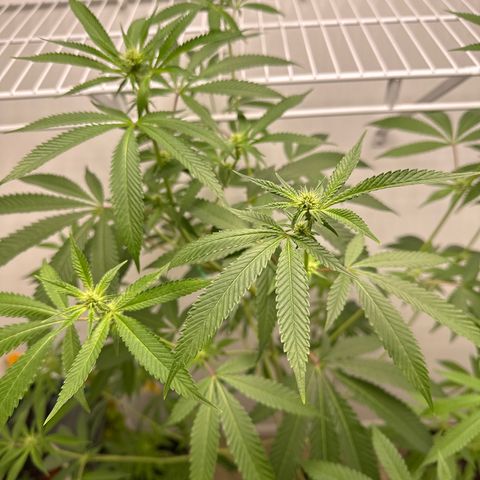Gorrila nut #9 growlog timeline photo