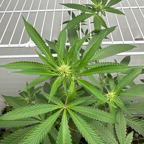 Gorrila nut #9 growlog timeline photo
