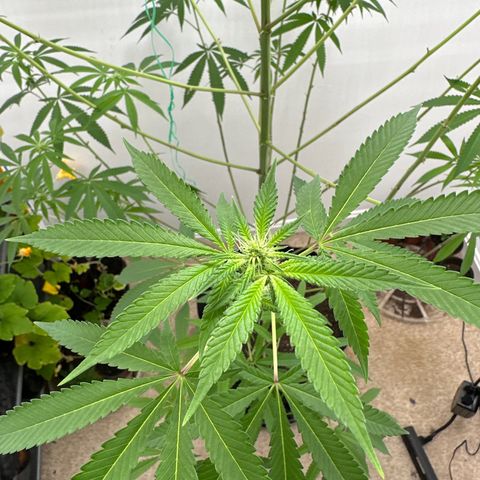 Gorrila nut #9 growlog timeline photo