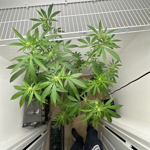 Gorrila nut #9 growlog timeline photo