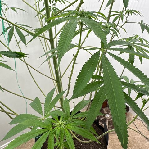 Gorrila nut #9 growlog timeline photo