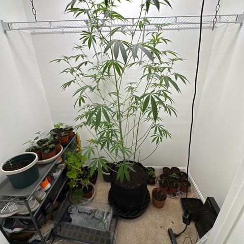 Gorrila nut #9 growlog timeline photo