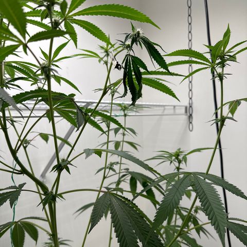Gorrila nut #9 growlog timeline photo