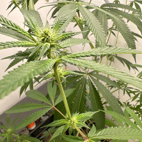 Gorrila nut #9 growlog timeline photo