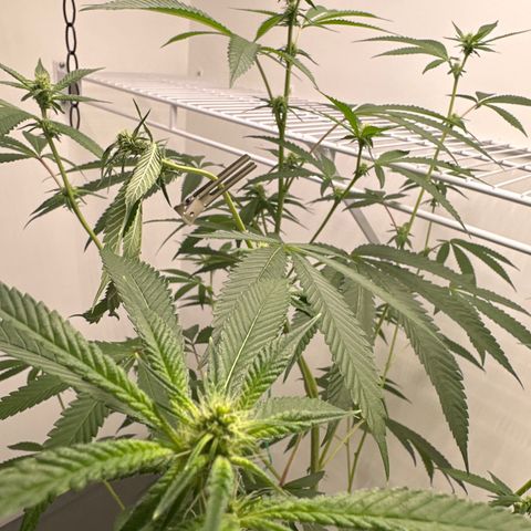 Gorrila nut #9 growlog timeline photo