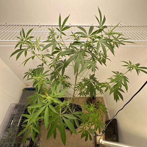 Gorrila nut #9 growlog timeline photo