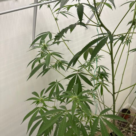 Gorrila nut #9 growlog timeline photo