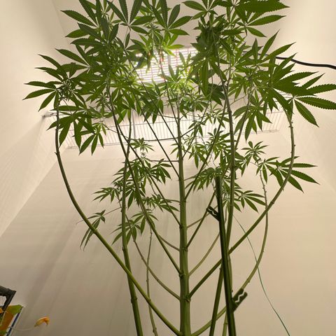 Gorrila nut #9 growlog timeline photo