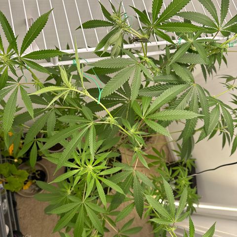 Gorrila nut #9 growlog timeline photo