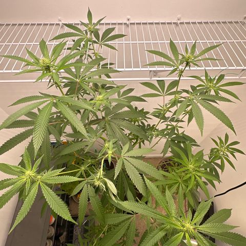 Gorrila nut #9 growlog timeline photo