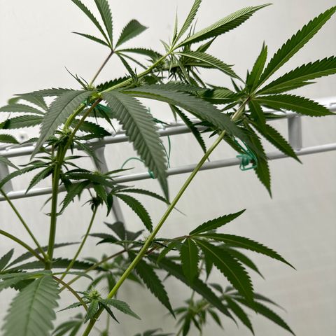 Gorrila nut #9 growlog timeline photo