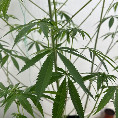 Gorrila nut #9 growlog timeline photo