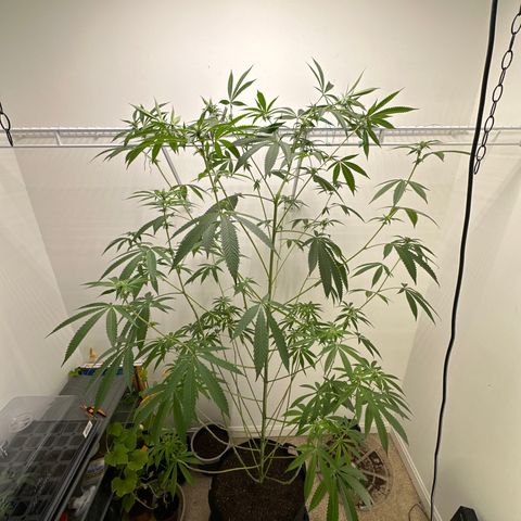 Gorrila nut #9 growlog timeline photo