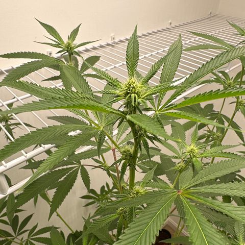 Gorrila nut #9 growlog timeline photo