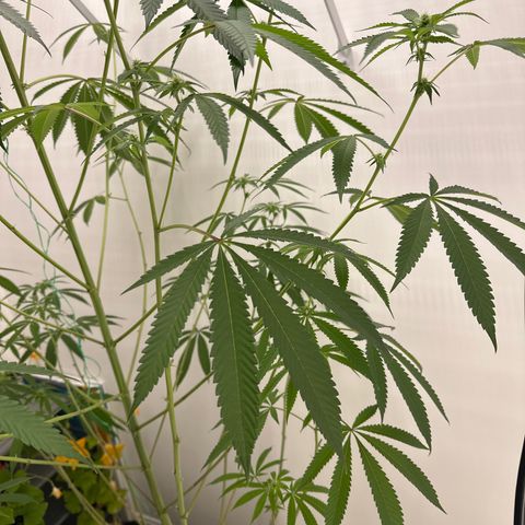 Gorrila nut #9 growlog timeline photo