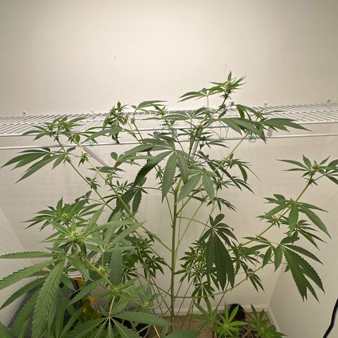 Gorrila nut #9 growlog timeline photo