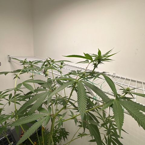 Gorrila nut #9 growlog timeline photo